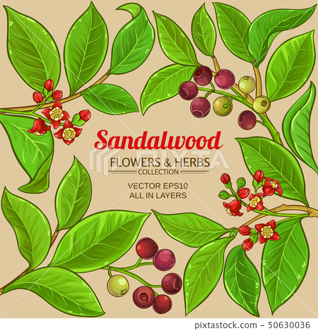 sandalwood vector frame 50630036