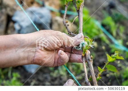 Male wrinkled hand holding a grape branch 50630119