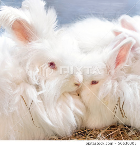 Two funny fluffy white Angora rabbit in a cage. Two funny fluffy white Angora rabbit in a cage. 50630303