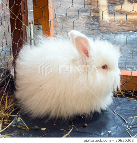 Funny small white Angora rabbit in a cage. Funny small white Angora rabbit in a cage. 50630308