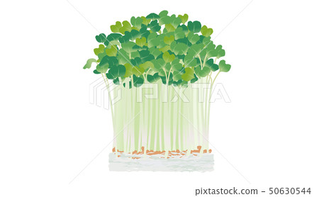 注意：蘿蔔蘿蔔 50630544