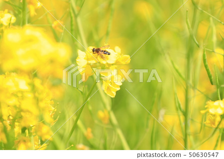 強姦花和蜜蜂 50630547