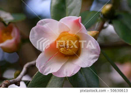 Camellia Camellia 50630613