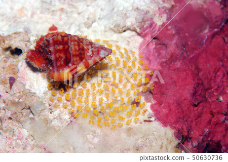 Spawning of shellfish 50630736