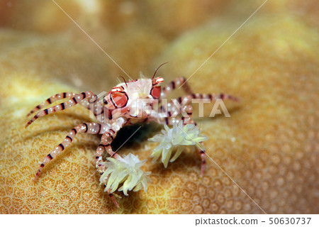 Kinchakuani 50630737