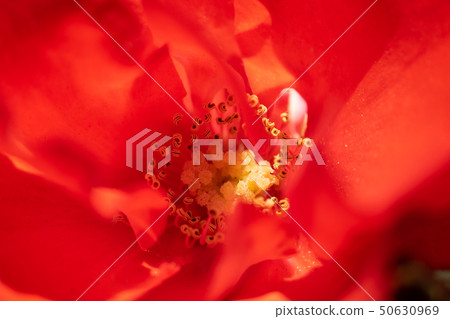 Red roses up Red roses up 50630969