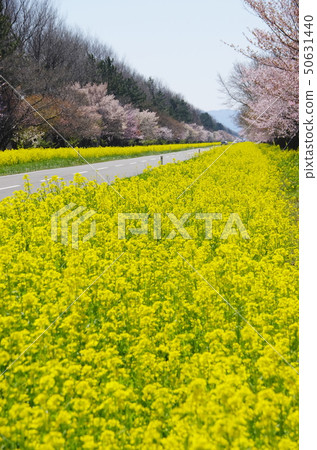 Ogata Village Sakura Road 50631440