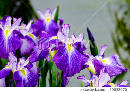Iris Iris 50632076