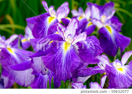 Iris Iris 50632077