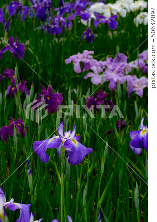 Iris Iris 50632092