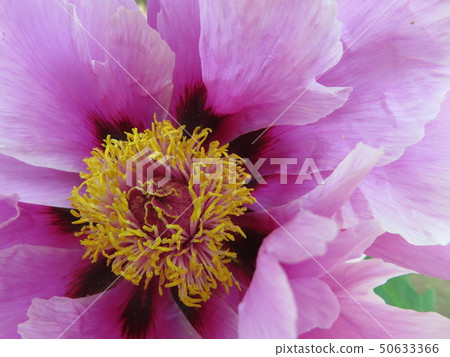 Peony flower Peony flower 50633366