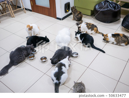 Few cats eating dry pet food together 50633477