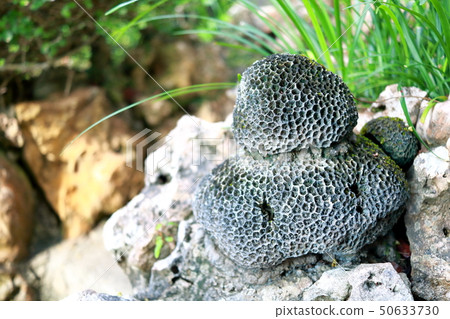 Round Stone Round Stone 50633730