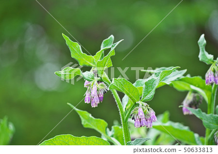 淡紫色的紫草花 照片素材 圖片 圖庫