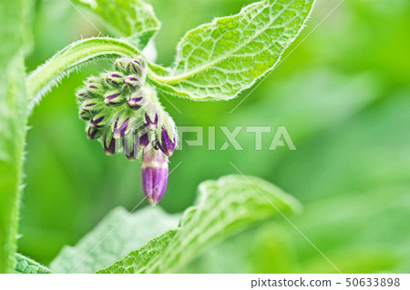 Light purple comfrey flowers 50633898