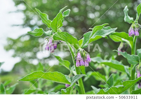 淡紫色的紫草花 照片素材 圖片 圖庫