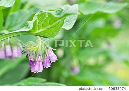 Light purple comfrey flowers 50633974