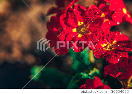 Primrose with red flowers. Inspirational natural floral spring or summer blooming garden or park 50634033