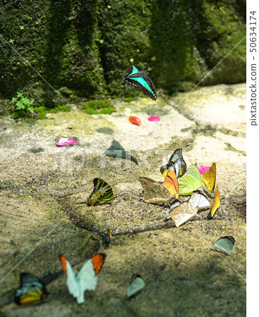 Group of multi colored butterflies Group of multi colored butterflies 50634174