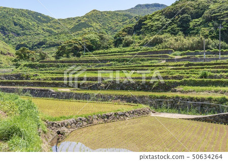 Rice terraces of Kasuga (Hirado City, Nagasaki Prefecture) 50634264
