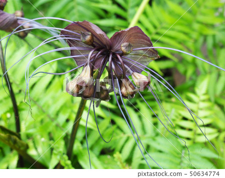 Takka Shantreieri 50634774