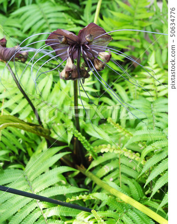 Takka Shantreieri 50634776