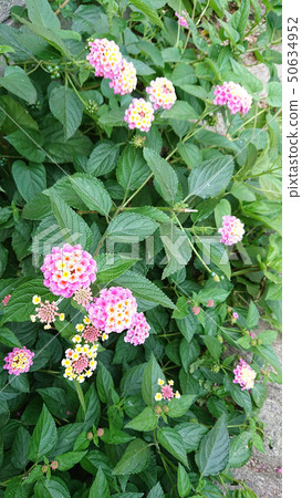 花 花 50634952