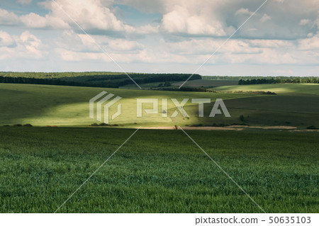Valley with meadow and forest Valley with meadow and forest 50635103