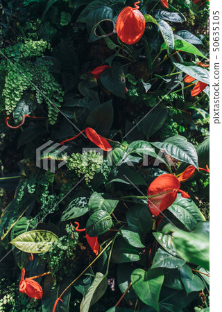 Blooming red flowers, tropical plants. Nature, background. 50635105