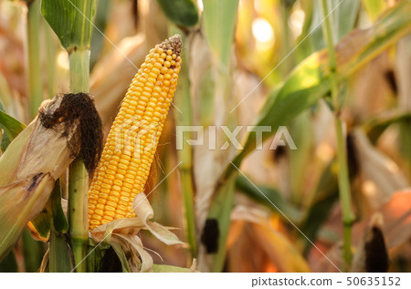 Backlit Ripe Corn of Maize on stalks at the field Backlit Ripe Corn of Maize on stalks at the field 50635152