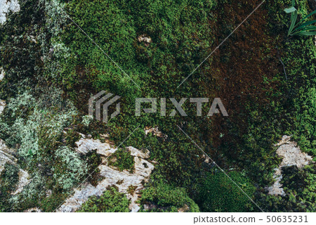 Green moss background. Natural tropical background nature forest. 50635231