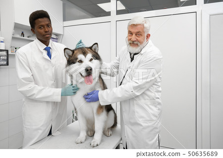 Veterinarians smiling, posing with malamute in clinic. Veterinarians smiling, posing with malamute in clinic. 50635689