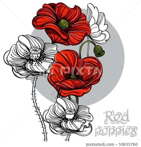 Hand drawn red poppies. Floral design element. Vector illustration for posters, banners, greeting 50635760