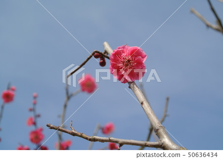 梅花盛開之前 50636434