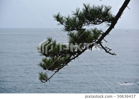 松枝和大海 松枝和大海 50636437