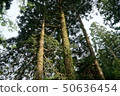 Sanbonsugi 50636454