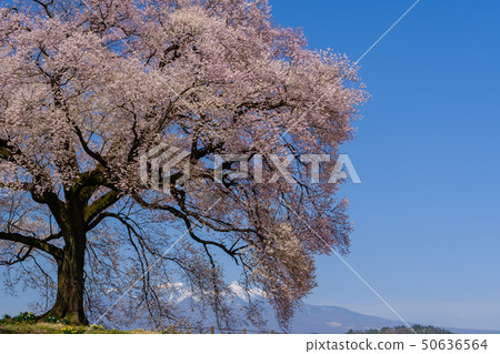Cherry blossoms at Mizuka 50636564