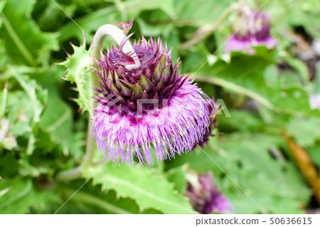 薊 薊 50636615