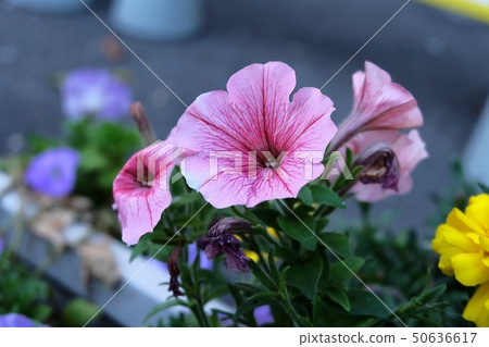城市之花(粉紅色) 城市之花(粉紅色) 50636617