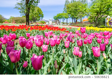 Tulip field in full bloom Tulip field in full bloom 50636621