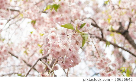 Cherry Blossoms Cherry Blossoms 50636645