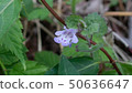 Oyster beak 50636647