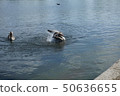 Birds in the bath 50636655