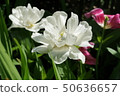 White double flowering tulip 50636657