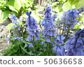 Spanish bluebell 50636658