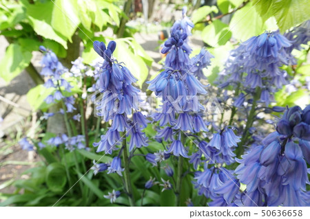 西班牙藍鈴花 50636658