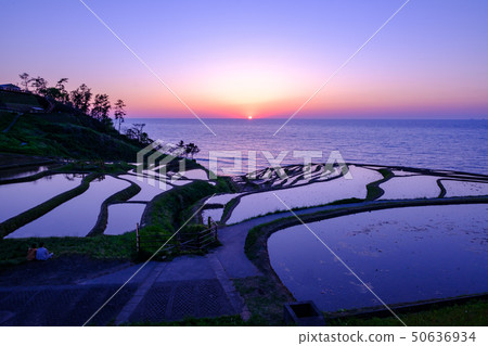 White rice Senjita 50636934