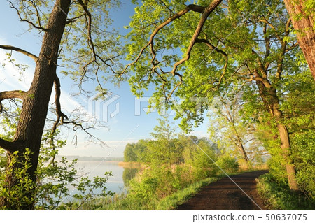 Oaks at the edge of a lake on a spring morning Oaks at the edge of a lake on a spring morning 50637075