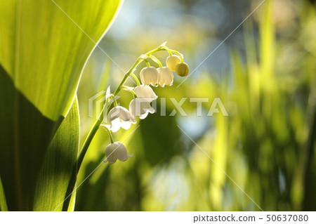 Lily of the valley in the forest Lily of the valley in the forest 50637080
