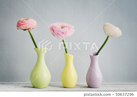 Persian buttercup flowers 50637296